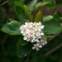 Aronia melanocarpa